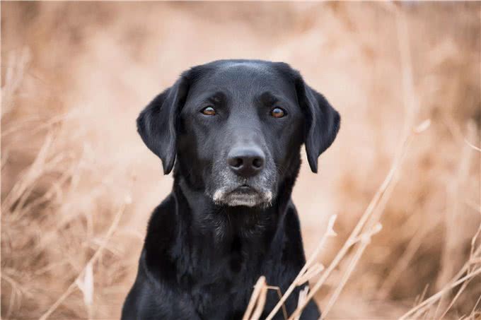 最容易引起您过敏反应的8个狗狗品种