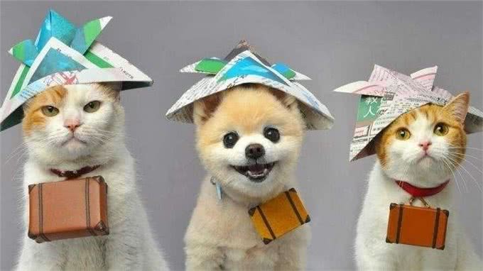 别小看你家里的那只猫,它可能比你更有前途