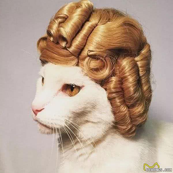 别小看你家里的那只猫,它可能比你更有前途