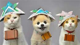 别小看你家里的那只猫，它可能比你更有前途