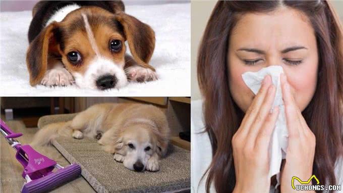 养狗有危害?尤其是女性健康!可别忽视了!