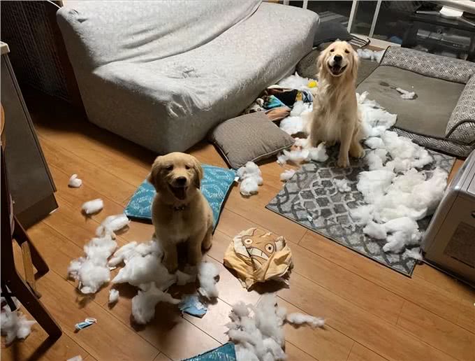 养狗有危害?尤其是女性健康!可别忽视了!