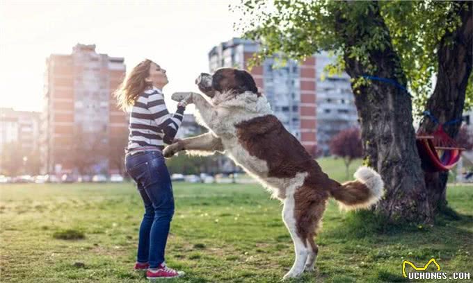 养狗有危害?尤其是女性健康!可别忽视了!