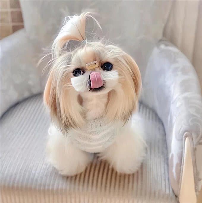 养狗有危害?尤其是女性健康!可别忽视了!