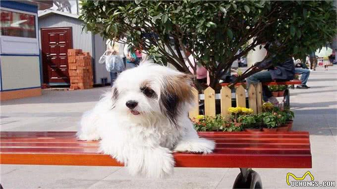 如何让狗狗变得乖巧听话?做到这几点即可