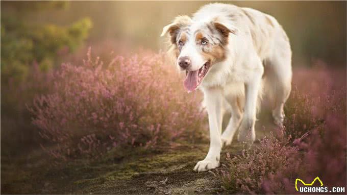 如何让狗狗变得乖巧听话?做到这几点即可