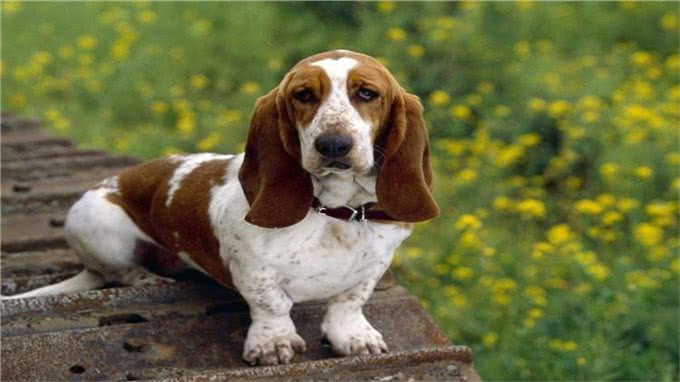 如何让狗狗变得乖巧听话?做到这几点即可