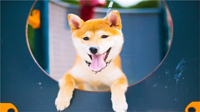 如何让狗狗变得乖巧听话?做到这几点即可