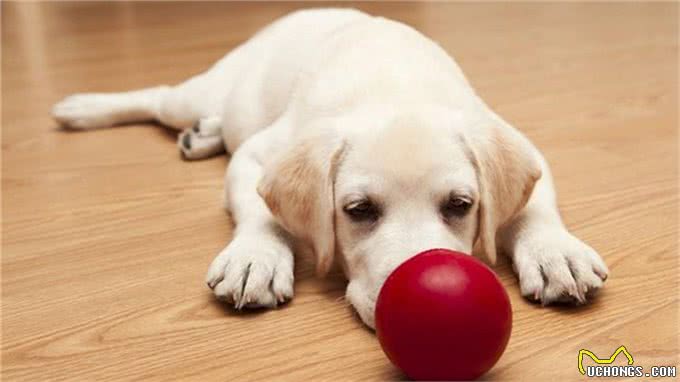 如何让狗狗变得乖巧听话?做到这几点即可