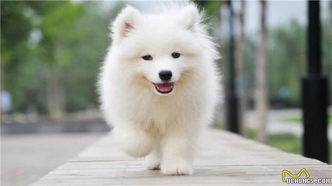 如何让狗狗变得乖巧听话?做到这几点即可