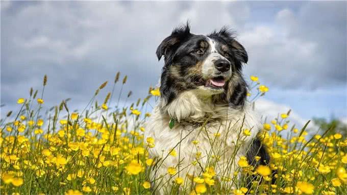 如何让狗狗变得乖巧听话?做到这几点即可
