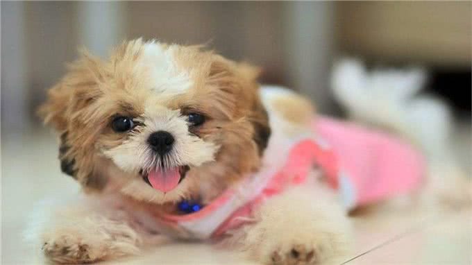 如何让狗狗变得乖巧听话?做到这几点即可