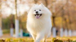 如何让狗狗变得乖巧听话?做到这几点即可