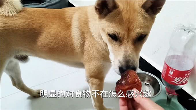 为了狗狗的健康安全，饮食方面要注意，并不是百无禁忌