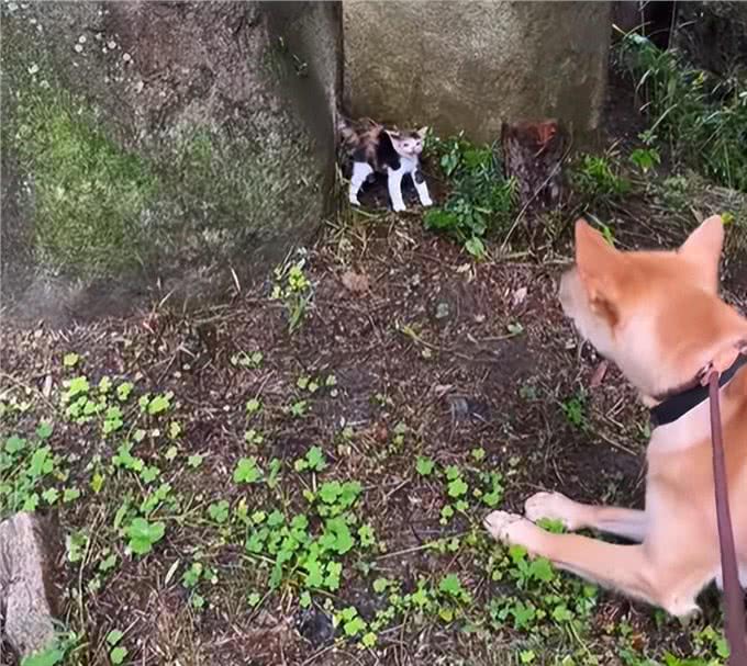 带狗狗散步捡到一只小奶猫,网友:我比小猫还紧张