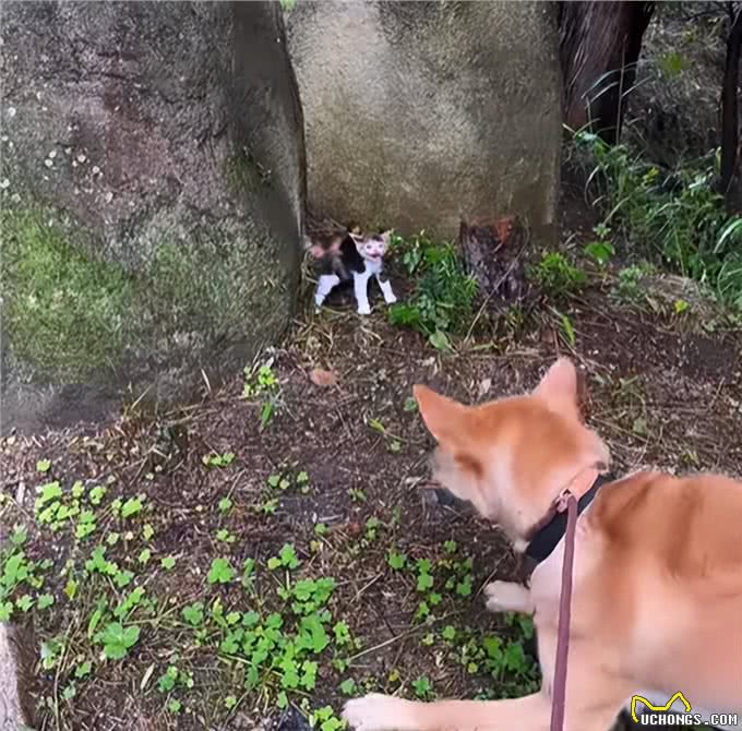 带狗狗散步捡到一只小奶猫,网友:我比小猫还紧张