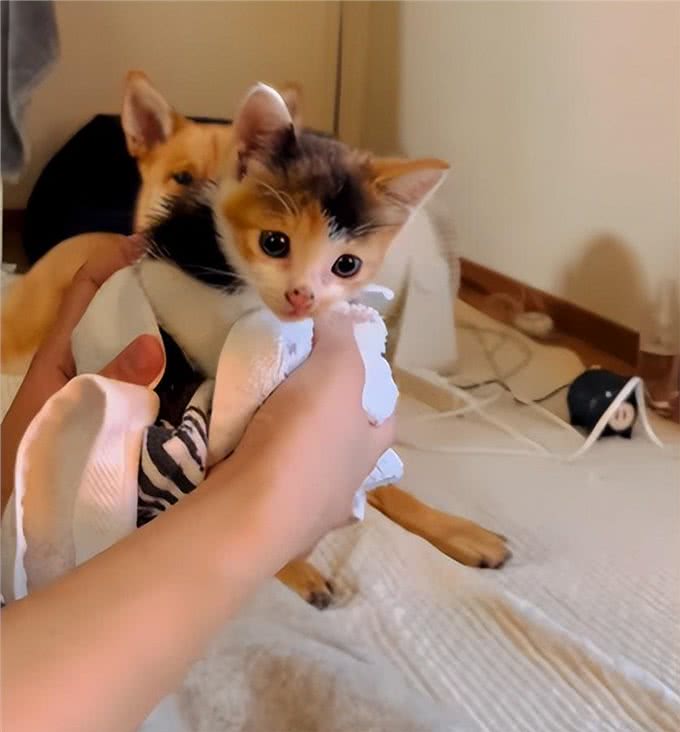 带狗狗散步捡到一只小奶猫,网友:我比小猫还紧张