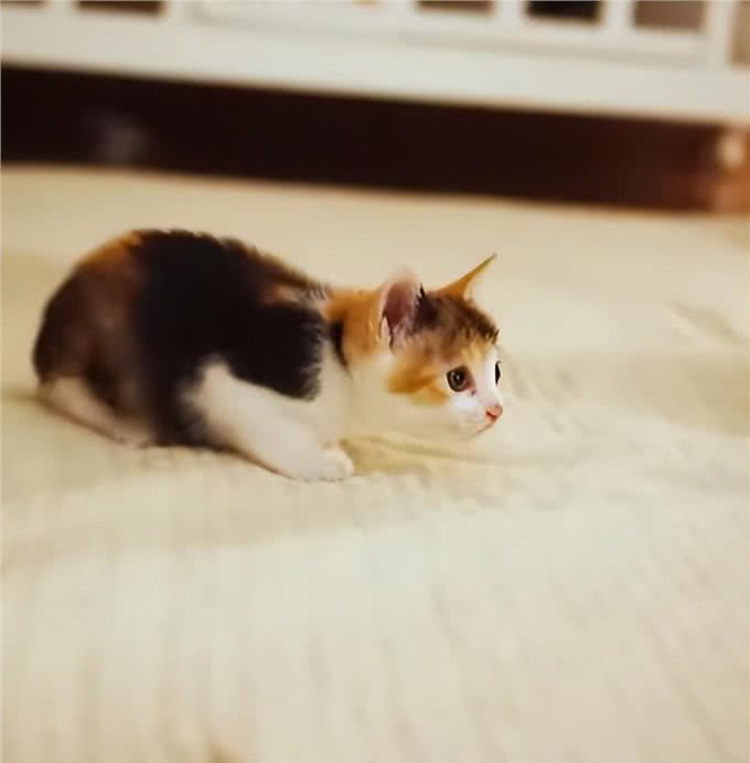 带狗狗散步捡到一只小奶猫,网友:我比小猫还紧张