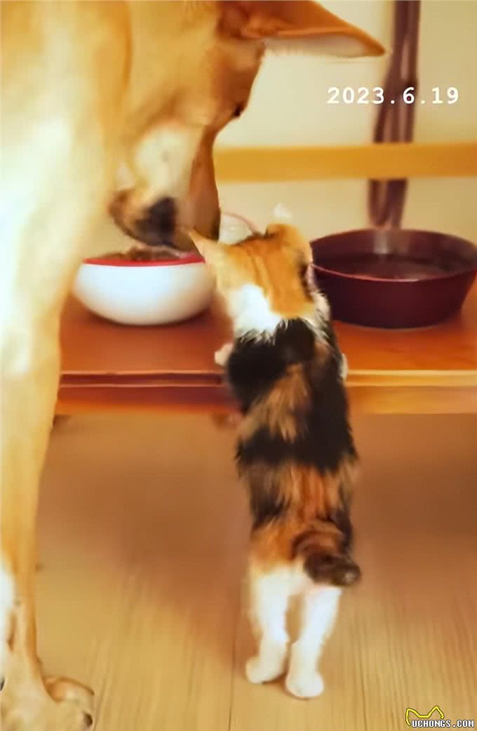 带狗狗散步捡到一只小奶猫,网友:我比小猫还紧张