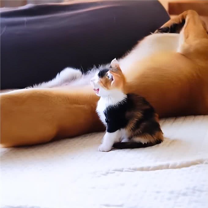 带狗狗散步捡到一只小奶猫,网友:我比小猫还紧张