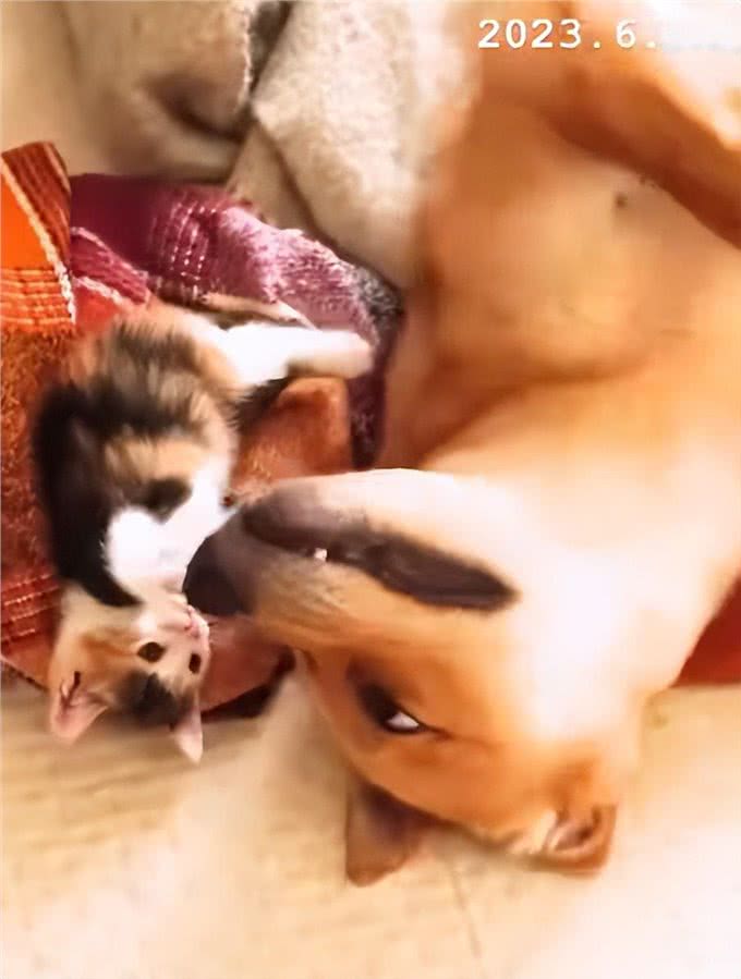 带狗狗散步捡到一只小奶猫,网友:我比小猫还紧张