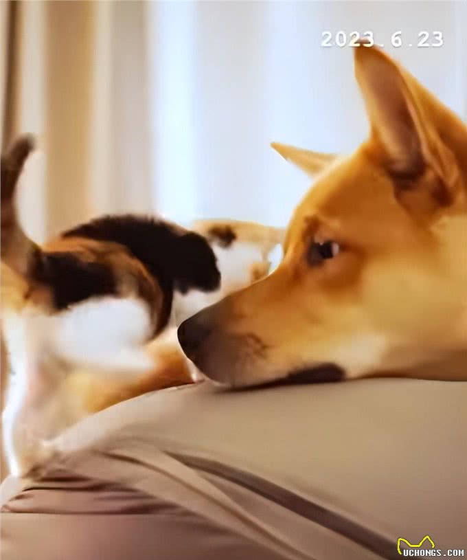 带狗狗散步捡到一只小奶猫，网友:我比小猫还紧张