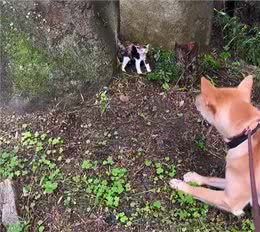 带狗狗散步捡到一只小奶猫，网友:我比小猫还紧张