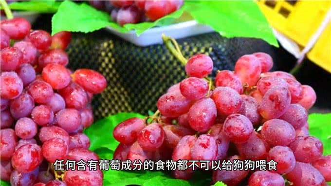 家里的狗子千万不敢随便喂,狗狗究竟什么不能吃?看过你就知道