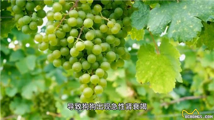 家里的狗子千万不敢随便喂,狗狗究竟什么不能吃?看过你就知道