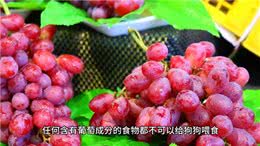 家里的狗子千万不敢随便喂，狗狗究竟什么不能吃?看过你就知道