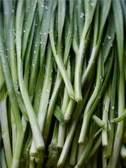 狗狗可以吃韭菜吗