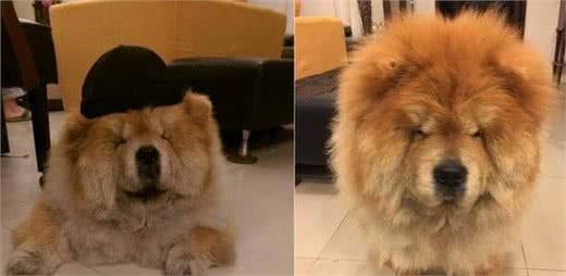 这谁家的狗?天气热剃个毛，胖胖松狮犬却惨变无尾熊主人都认不出