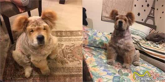 这谁家的狗?天气热剃个毛，胖胖松狮犬却惨变无尾熊主人都认不出