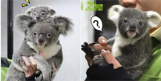 这谁家的狗?天气热剃个毛，胖胖松狮犬却惨变无尾熊主人都认不出