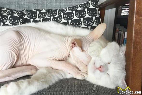 加拿大无毛猫牛顿看着大哥哥的浓密毛发:兄弟,借我睡一下!