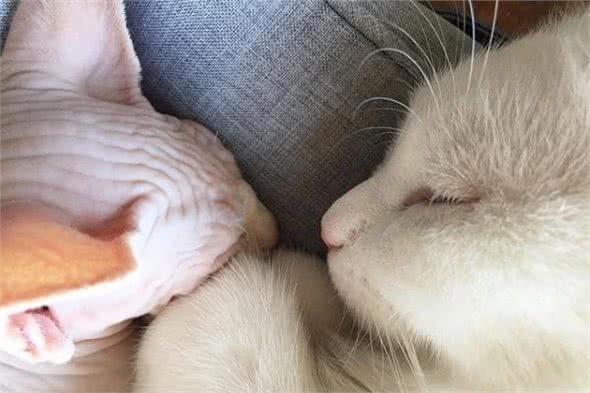 加拿大无毛猫牛顿看着大哥哥的浓密毛发:兄弟,借我睡一下!