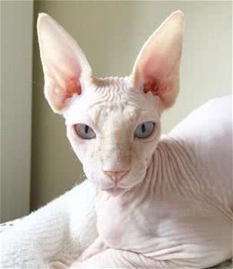 加拿大无毛猫牛顿看着大哥哥的浓密毛发：兄弟，借我睡一下!