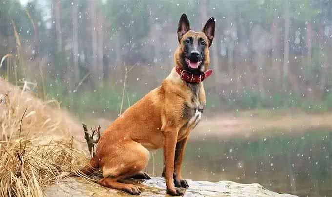 有护卫性的牧羊犬，警犬的候选犬种—马犬