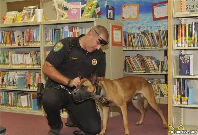 有护卫性的牧羊犬，警犬的候选犬种—马犬