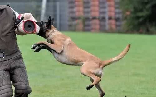 有护卫性的牧羊犬，警犬的候选犬种—马犬