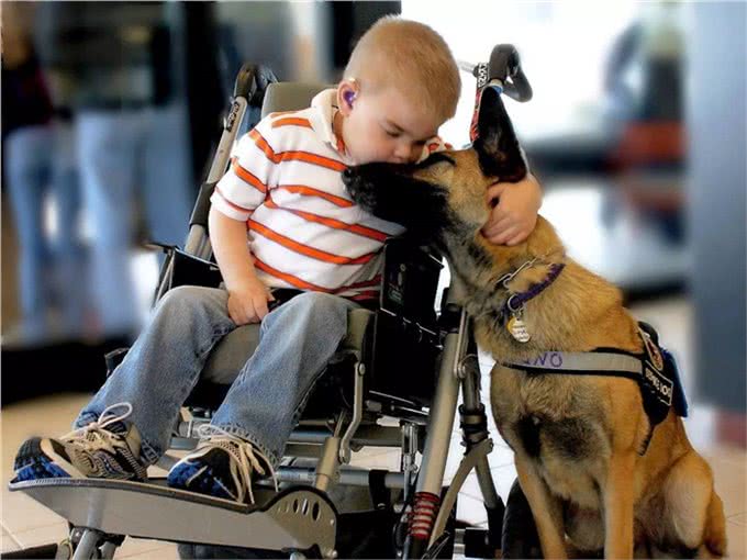 有护卫性的牧羊犬，警犬的候选犬种—马犬