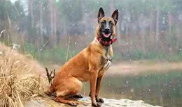 有护卫性的牧羊犬，警犬的候选犬种—马犬