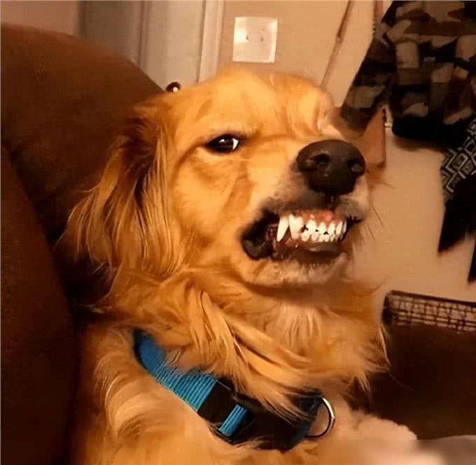 惯狗如杀狗，被惯坏的狗，都会出现这些行为!