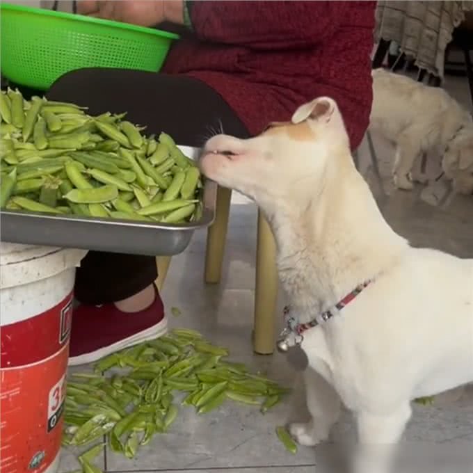 惯狗如杀狗，被惯坏的狗，都会出现这些行为!