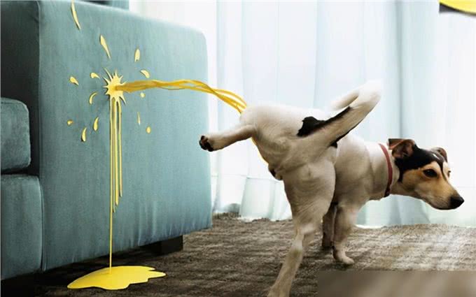 惯狗如杀狗，被惯坏的狗，都会出现这些行为!