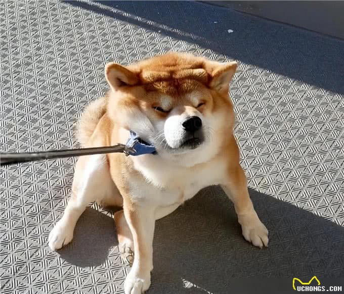 惯狗如杀狗，被惯坏的狗，都会出现这些行为!