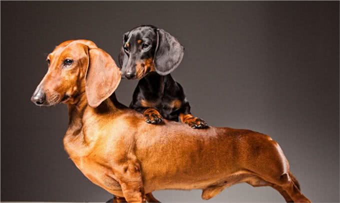 腊肠犬，为何养的人少?原因有7个