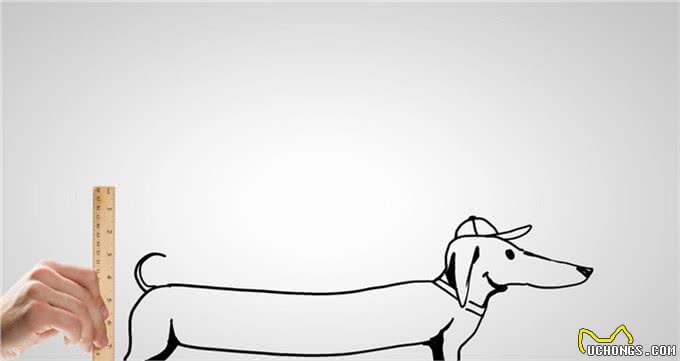 腊肠犬，为何养的人少?原因有7个