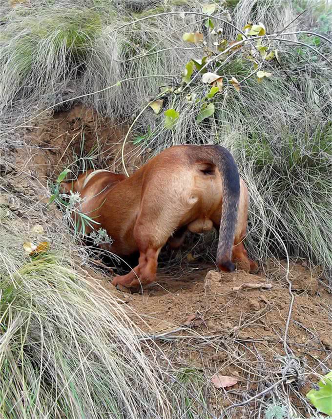 腊肠犬，为何养的人少?原因有7个