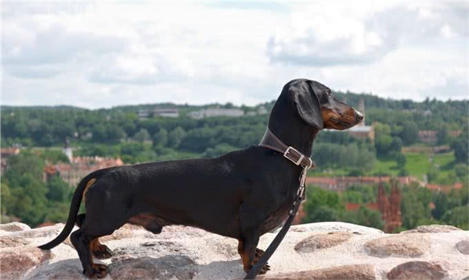 腊肠犬，为何养的人少?原因有7个